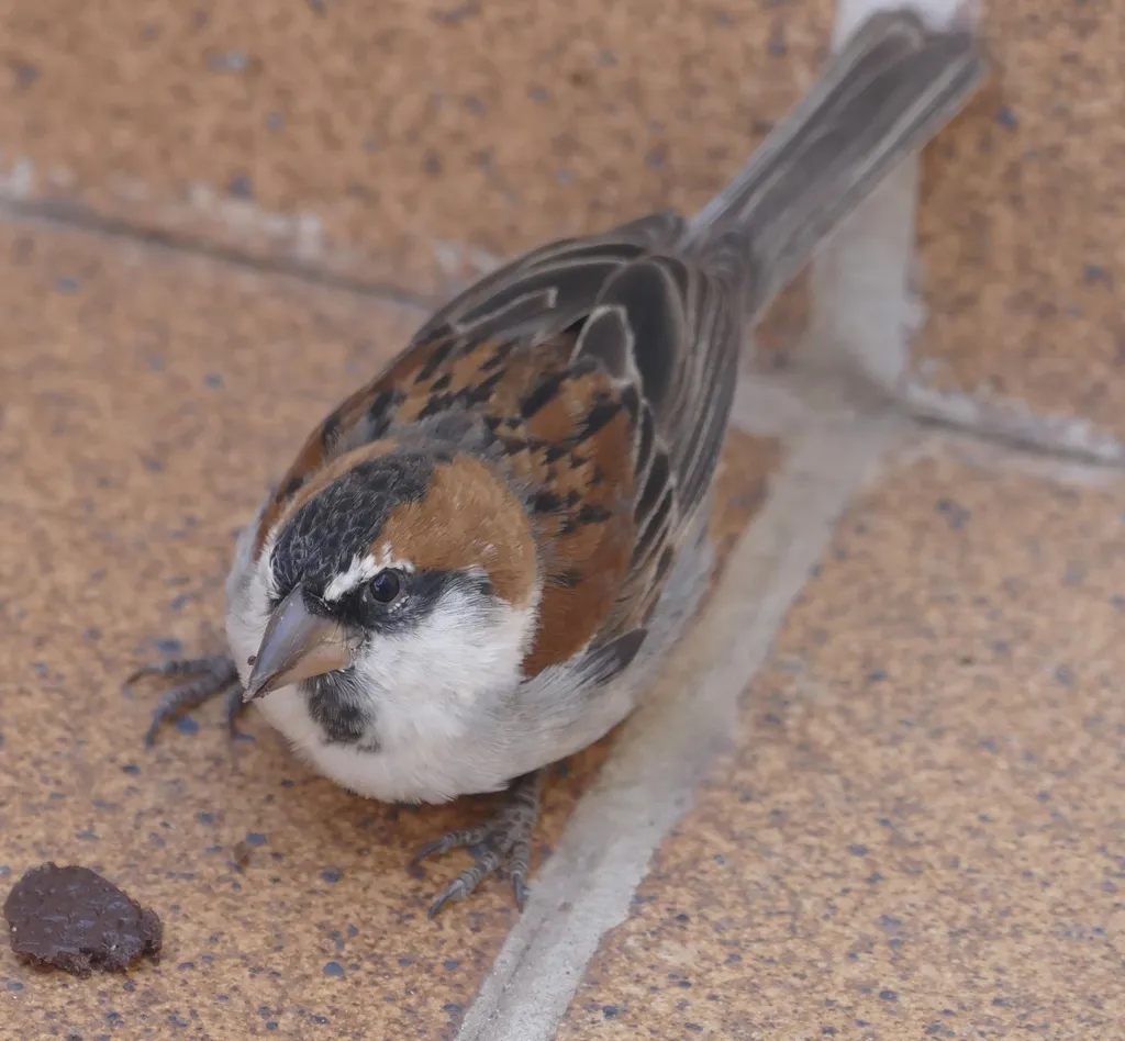 棕背麻雀(Passer iagoensis)