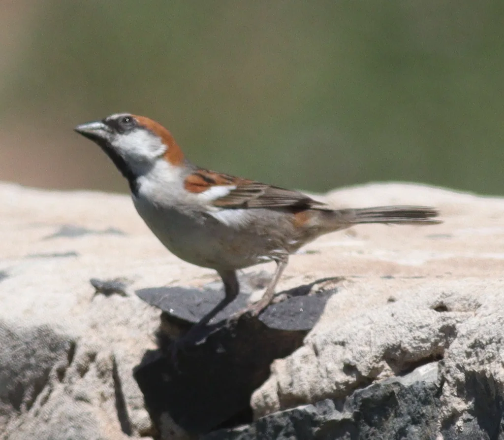 棕背麻雀(Passer iagoensis)