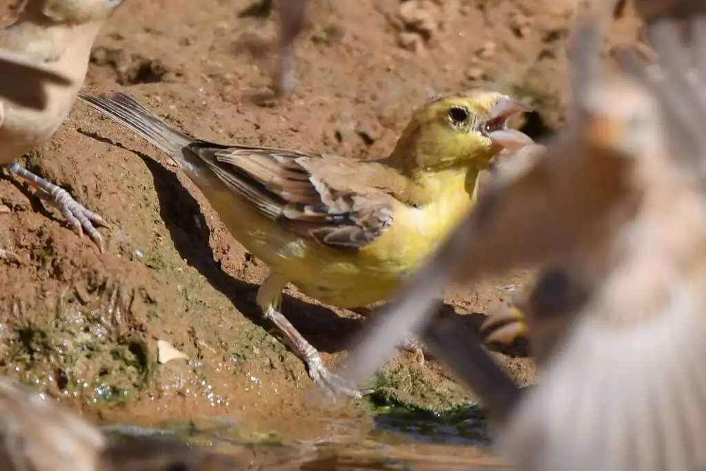 金麻雀(Passer luteus)