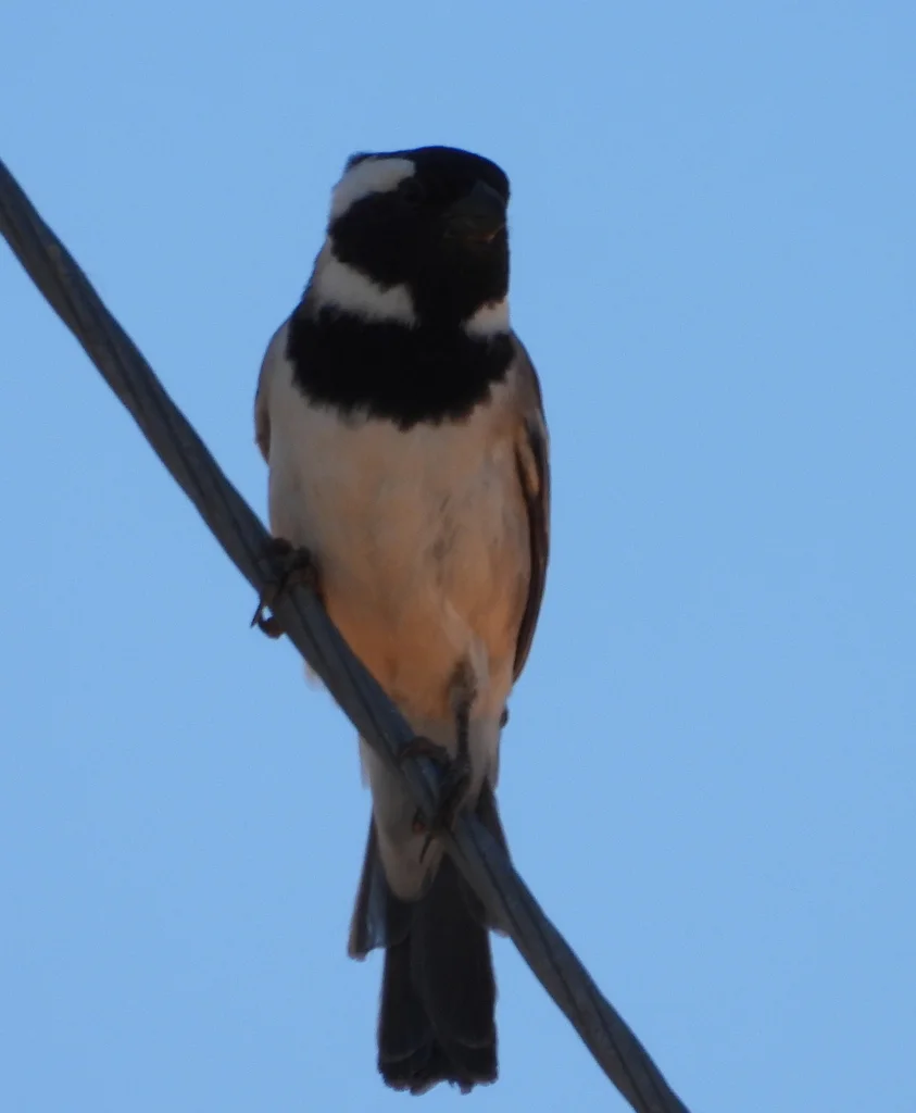 南非麻雀(Passer melanurus)