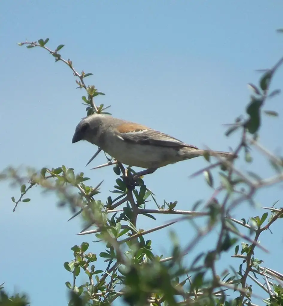 南非麻雀(Passer melanurus)