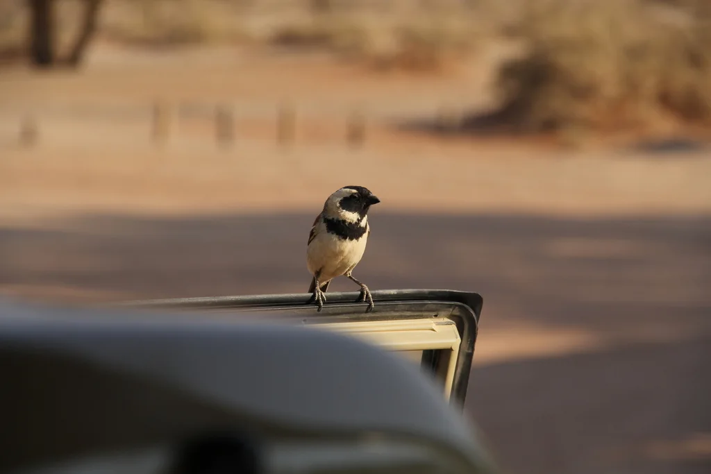 南非麻雀(Passer melanurus)