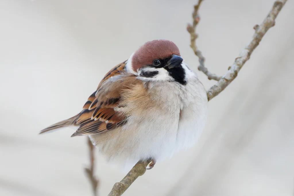 麻雀（Passer montanus）
