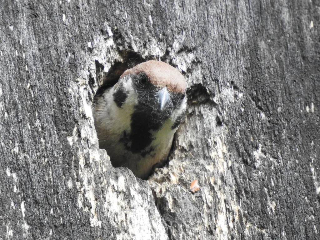麻雀（Passer montanus）