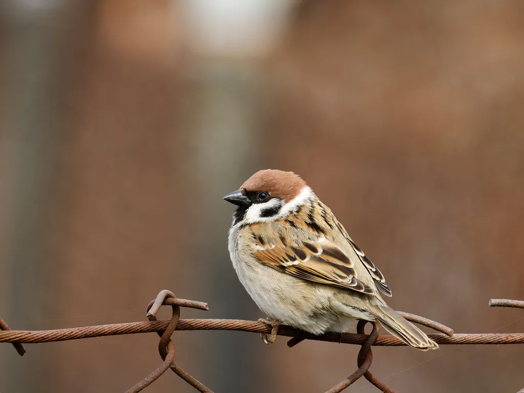 麻雀（Passer montanus）