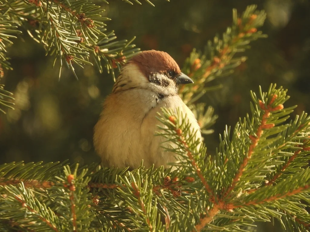 麻雀（Passer montanus）