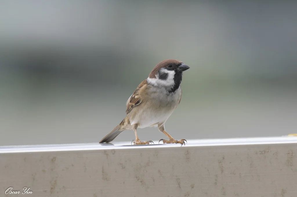麻雀（Passer montanus）