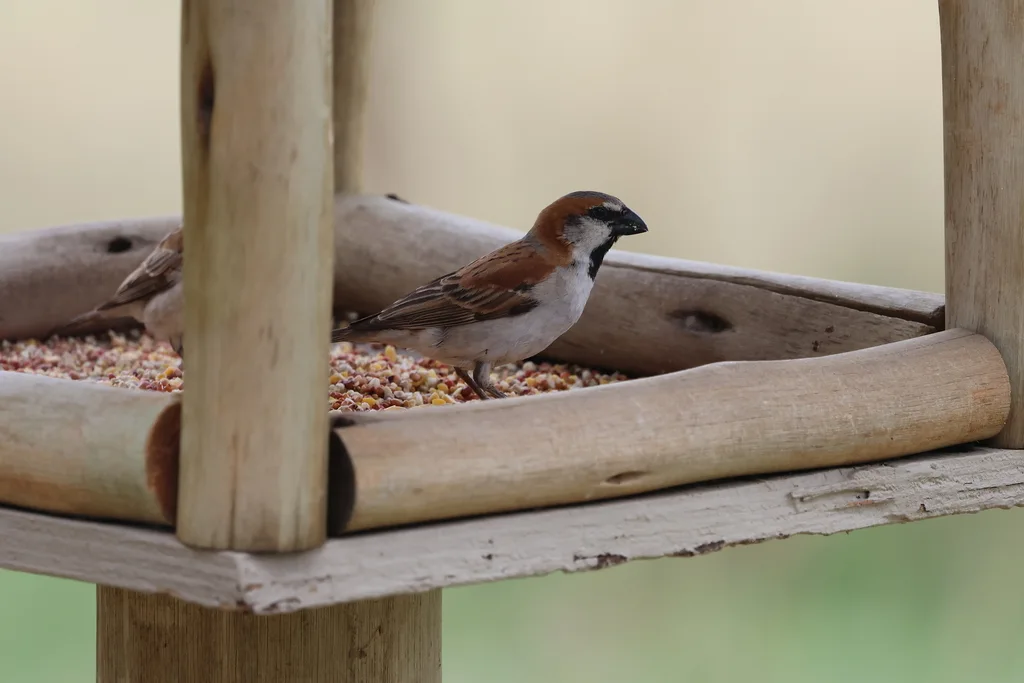 棕麻雀(Passer motitensis)