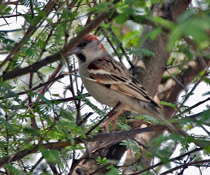 丛林麻雀(Passer pyrrhonotus)