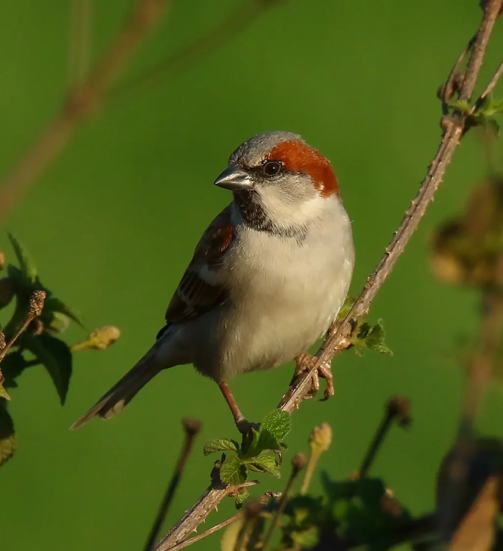 丛林麻雀(Passer pyrrhonotus)