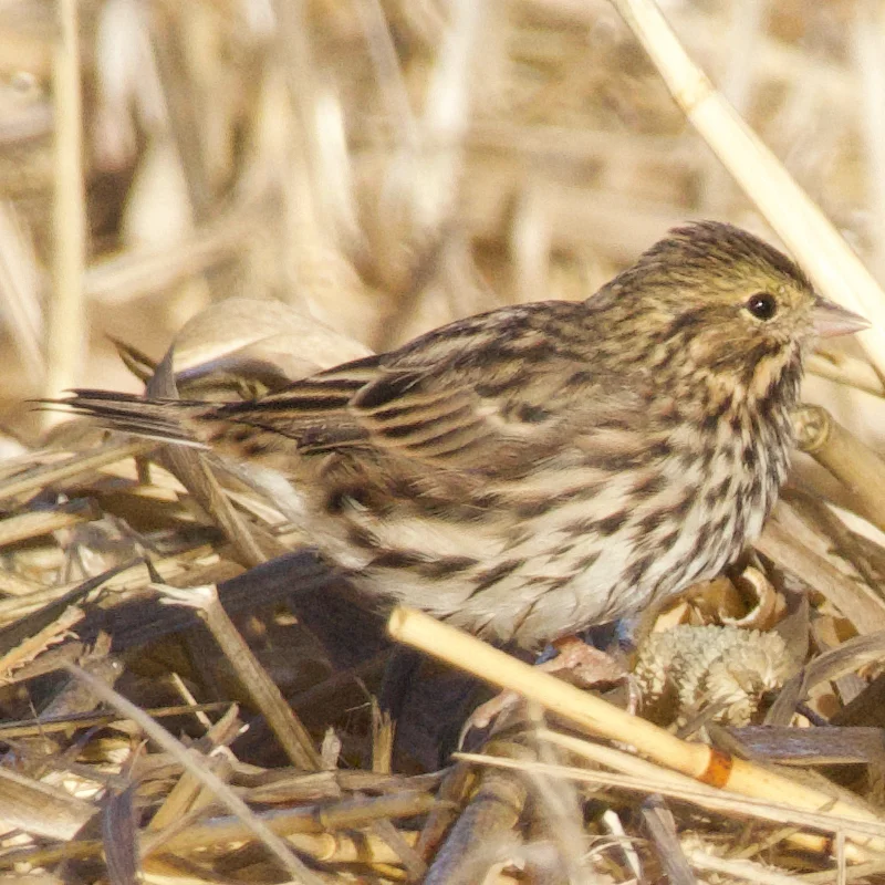 稀树草鹀(Passerculus sandwichensis)