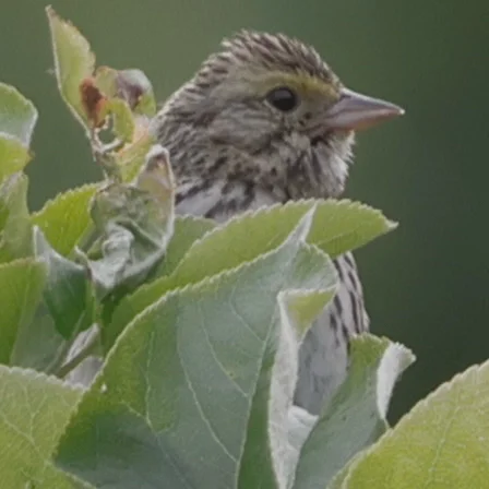 稀树草鹀(Passerculus sandwichensis)
