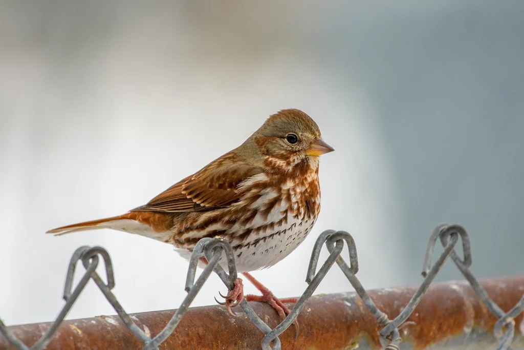 狐色雀鹀（Passerella iliaca）