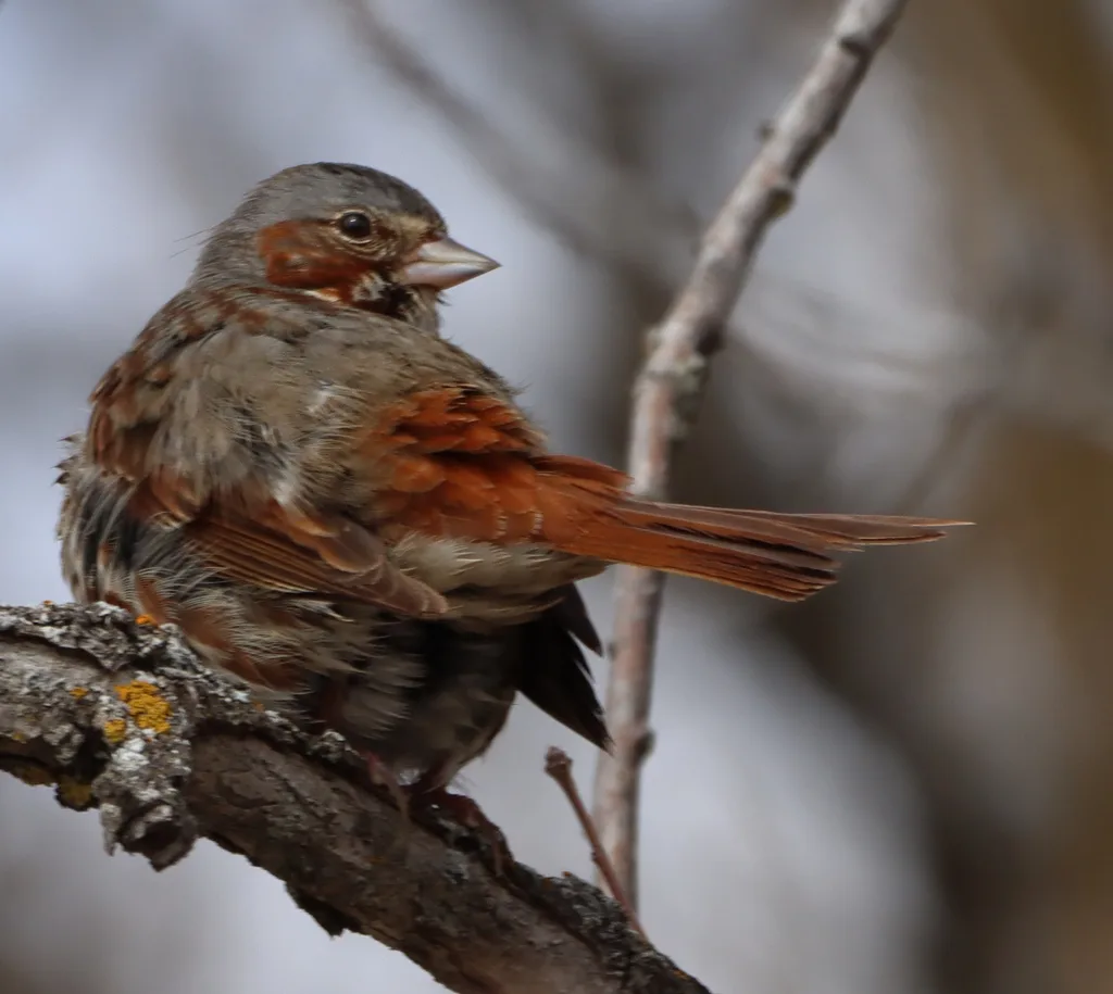 狐色雀鹀（Passerella iliaca）