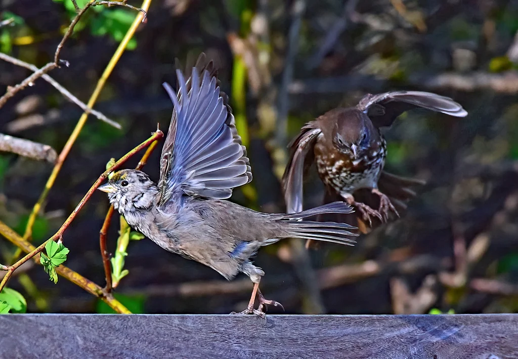狐色雀鹀（Passerella iliaca）