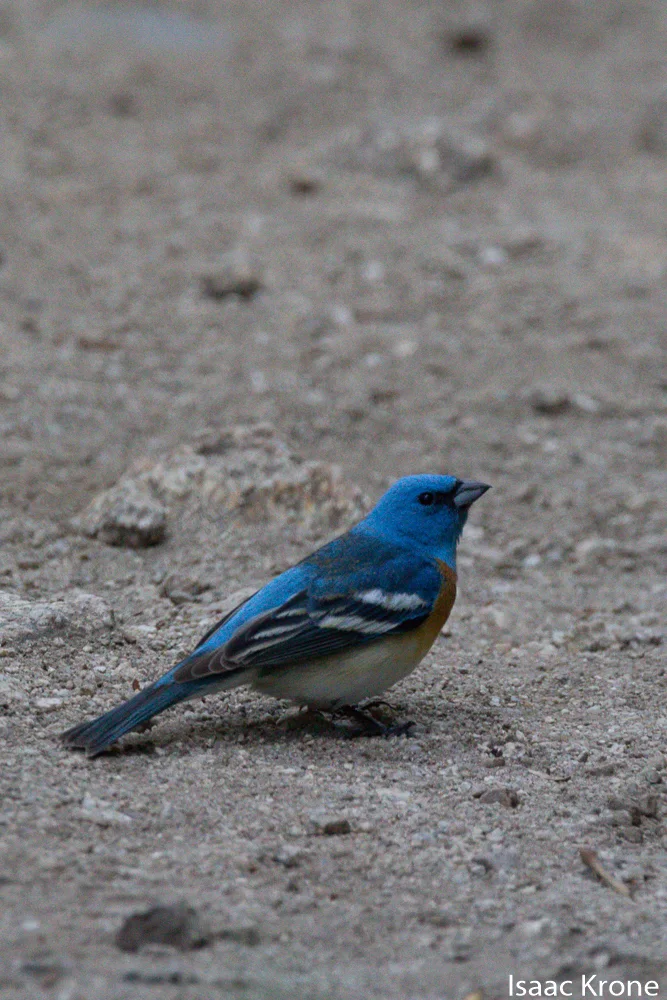 白腹蓝彩鹀(Passerina amoena)