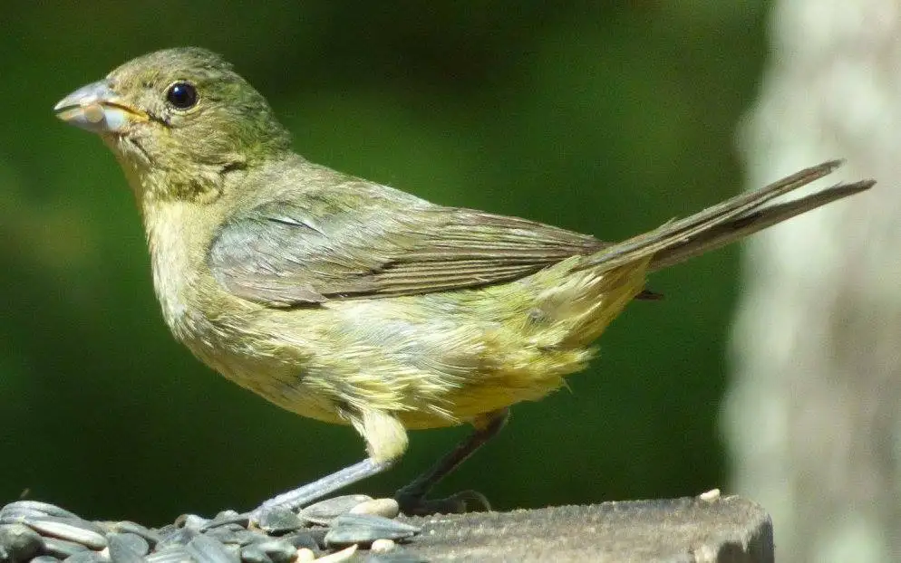 丽彩鹀(Passerina ciris)