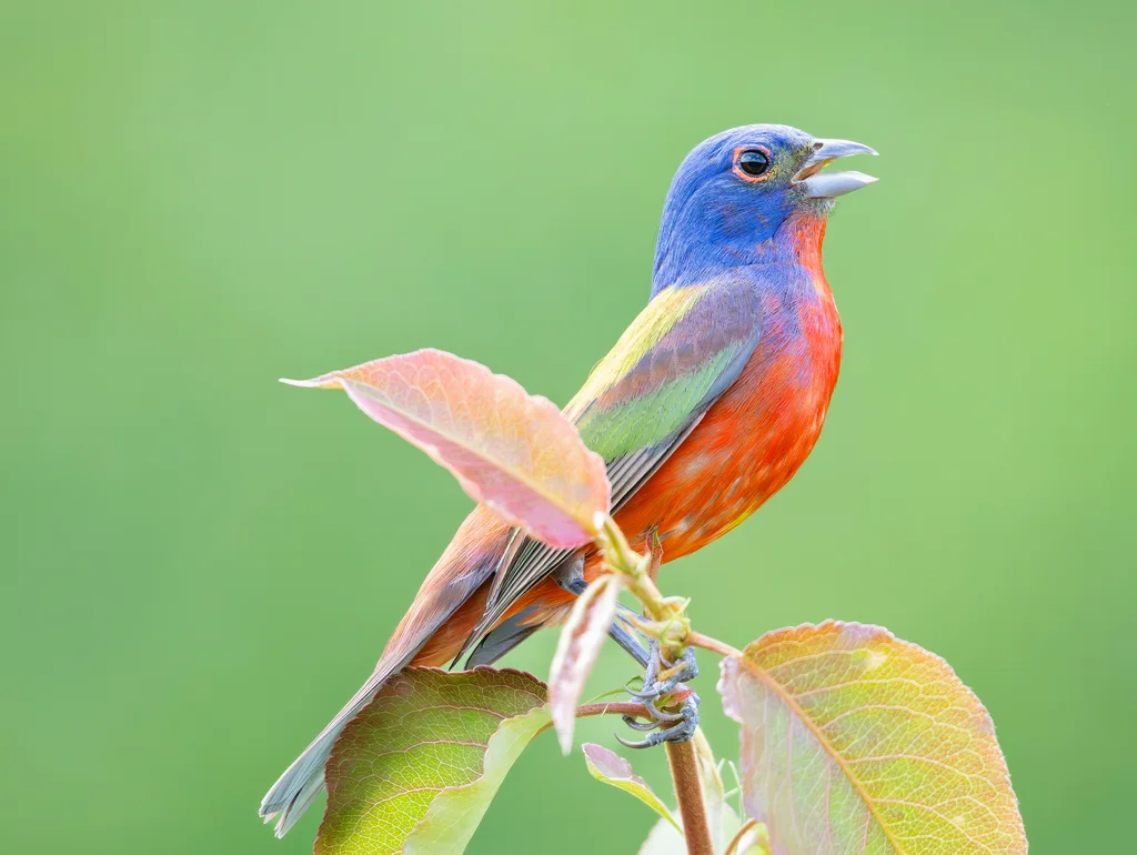 丽彩鹀(Passerina ciris)
