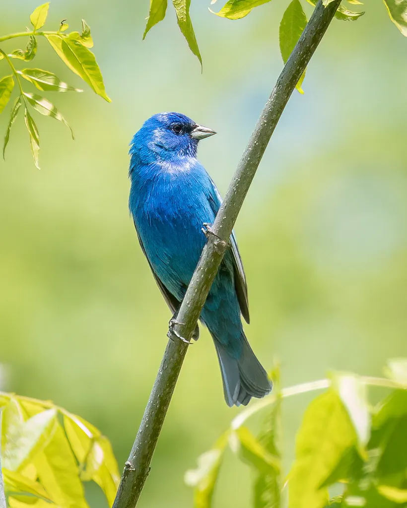 靛蓝彩鹀(Passerina cyanea)