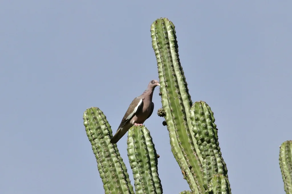 裸眶鸽(Patagioenas corensis)