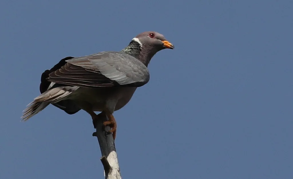北斑尾鸽（Patagioenas fasciata）