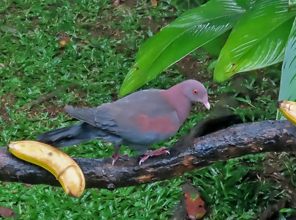 红嘴鸽(Patagioenas flavirostris)