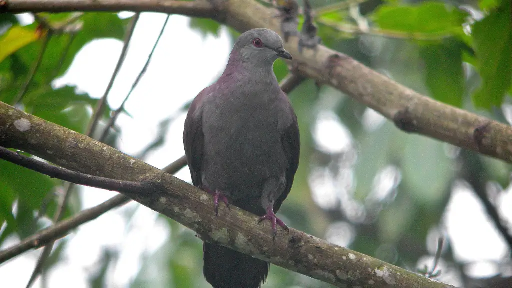 乌鸽(Patagioenas goodsoni)