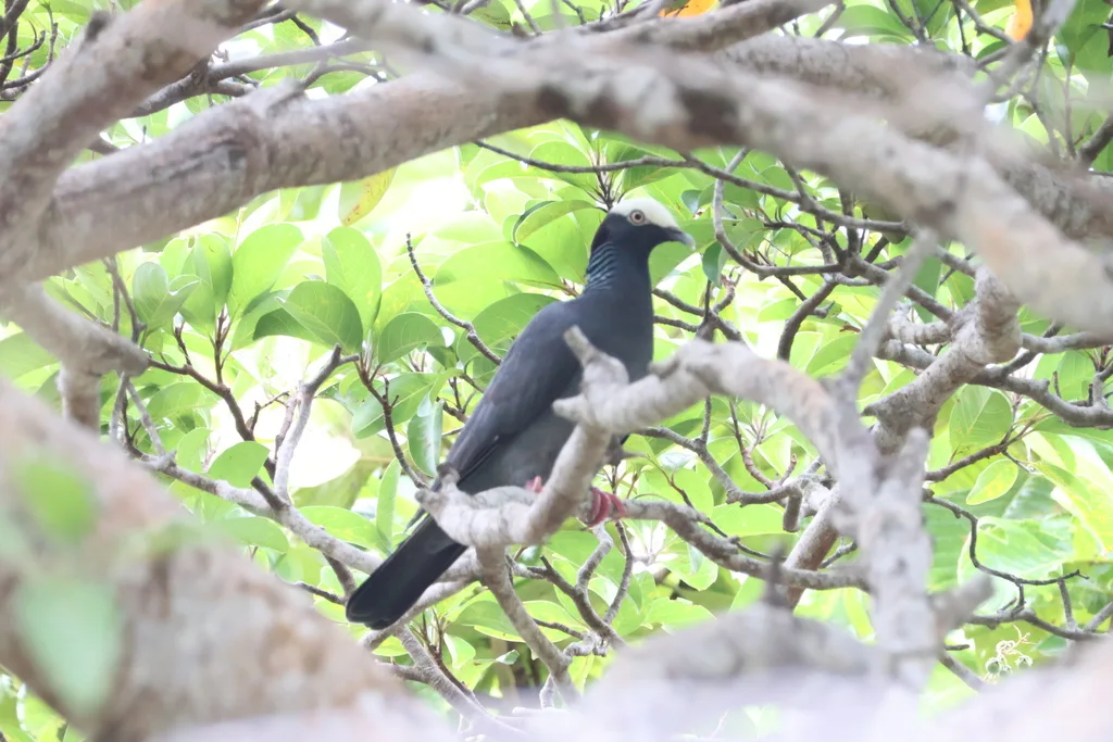 白顶鸽(Patagioenas leucocephala)