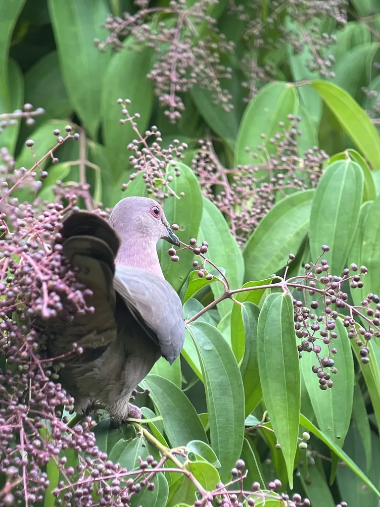 短嘴鸽(Patagioenas nigrirostris)