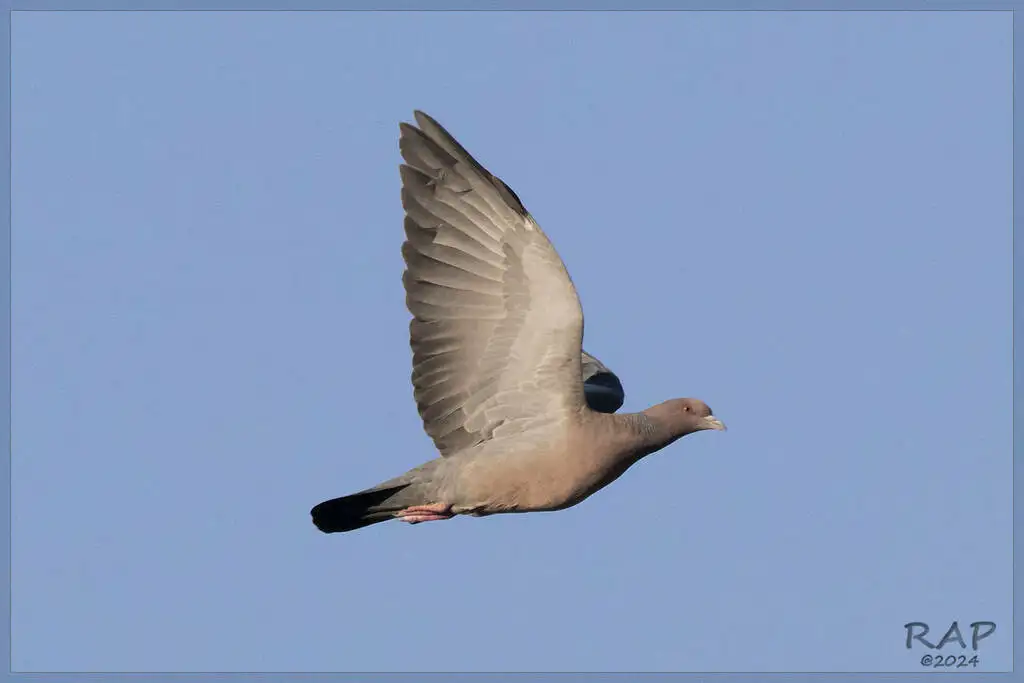 红头鸽(Patagioenas picazuro)