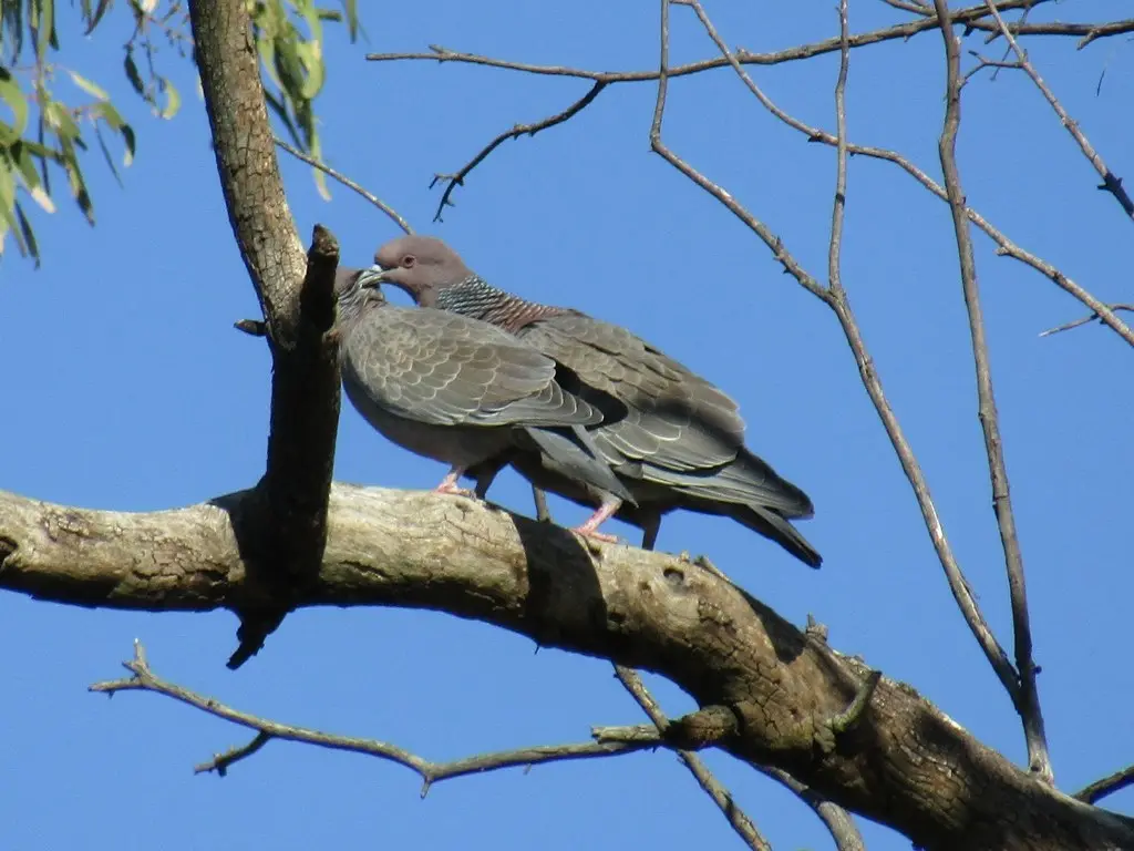 红头鸽(Patagioenas picazuro)