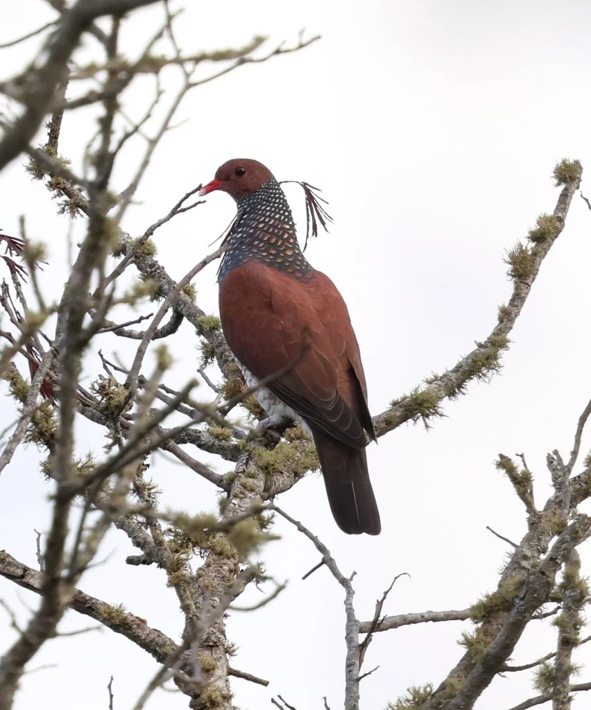 鳞斑鸽(Patagioenas speciosa)