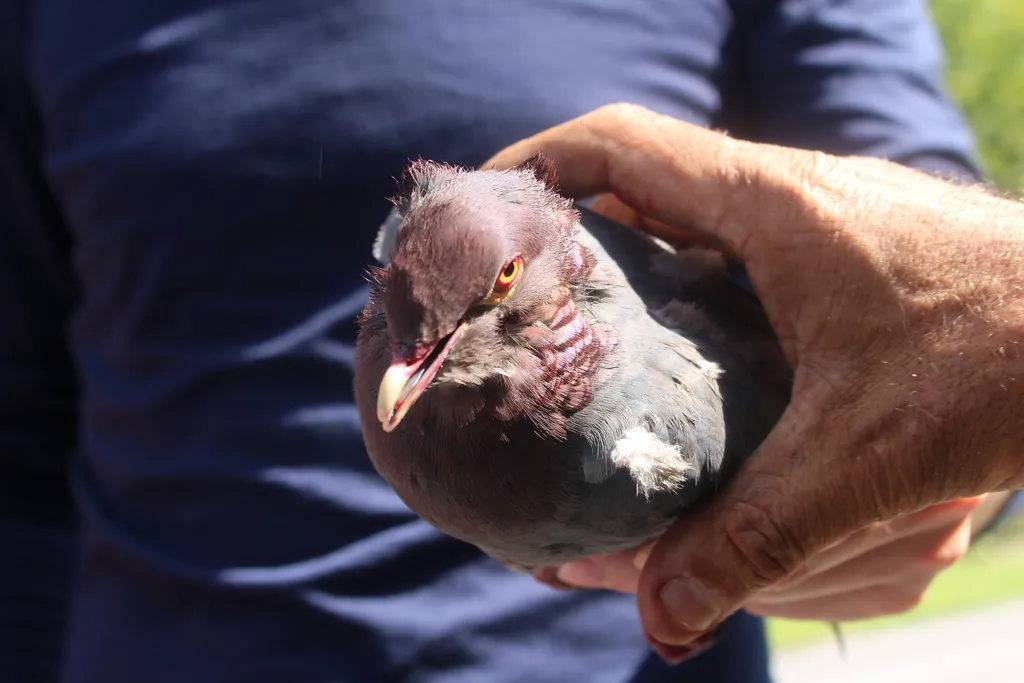 鳞枕鸽(Patagioenas squamosa)