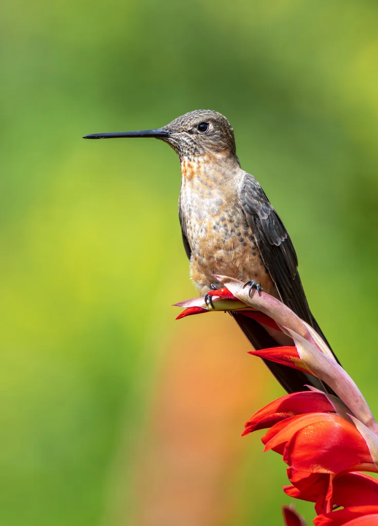 巨蜂鸟（Patagona gigas）