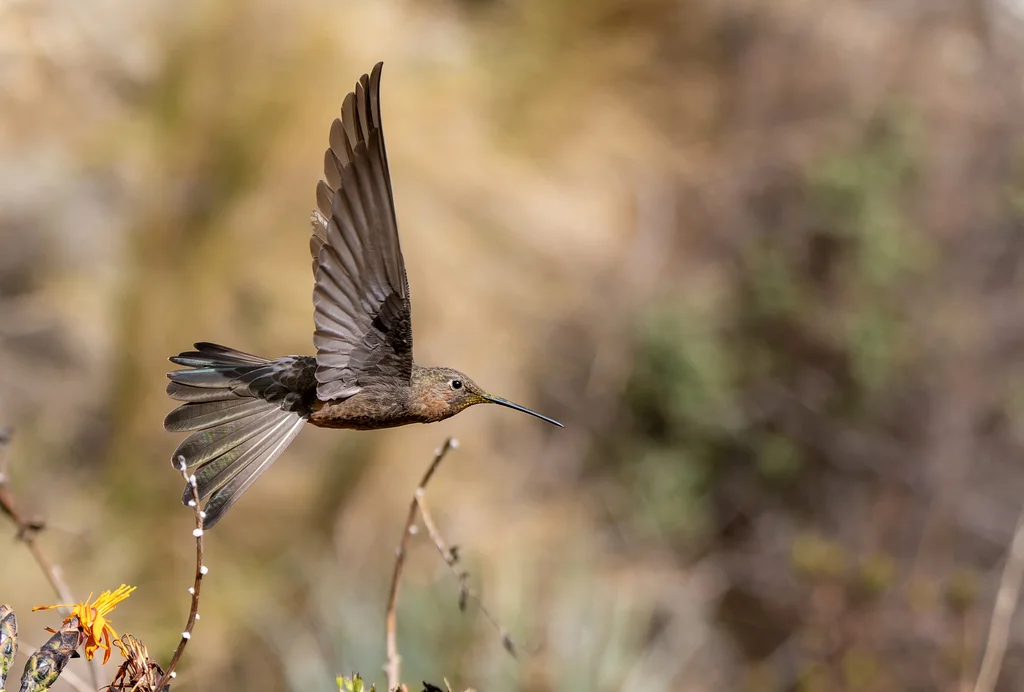 巨蜂鸟（Patagona gigas）