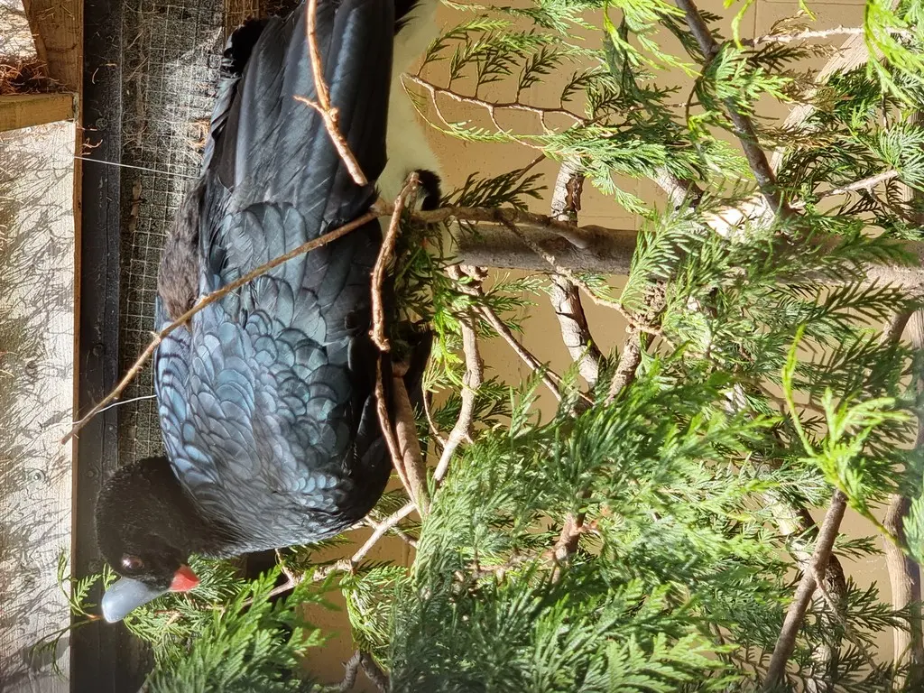 单盔凤冠雉(Pauxi unicornis)