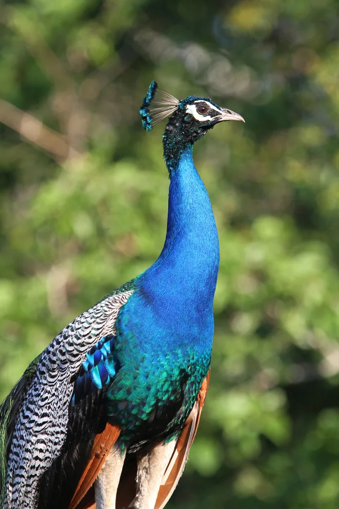 蓝孔雀(Pavo cristatus)