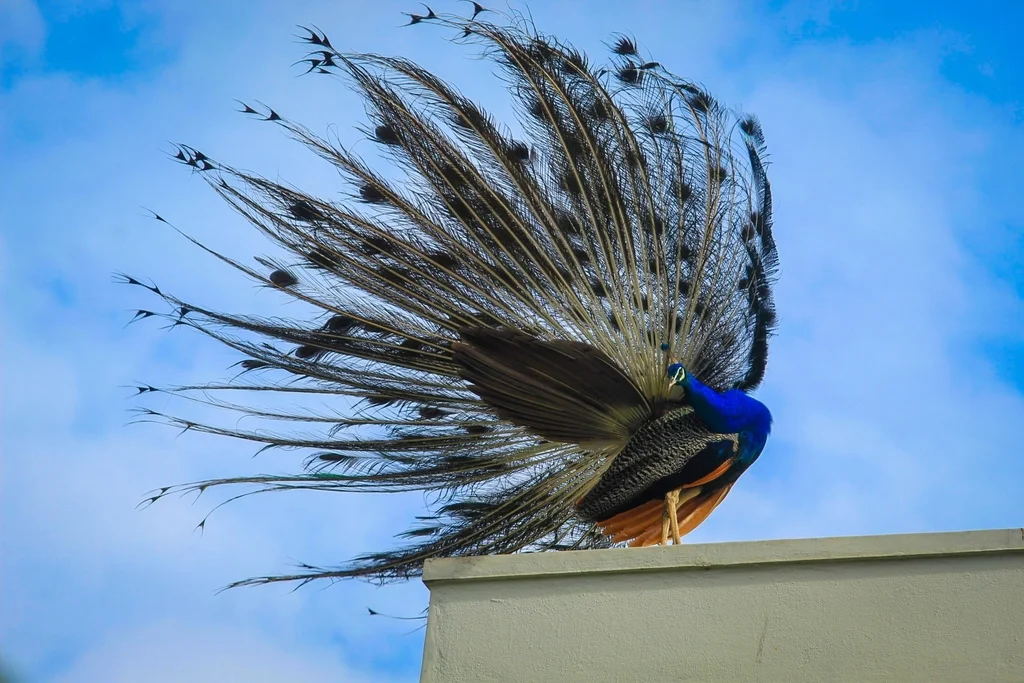 蓝孔雀(Pavo cristatus)