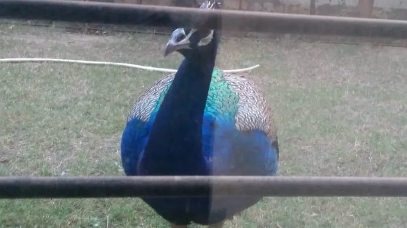蓝孔雀(Pavo cristatus)