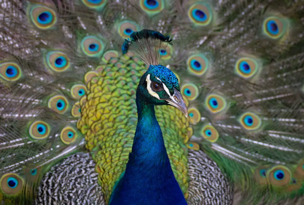 蓝孔雀(Pavo cristatus)