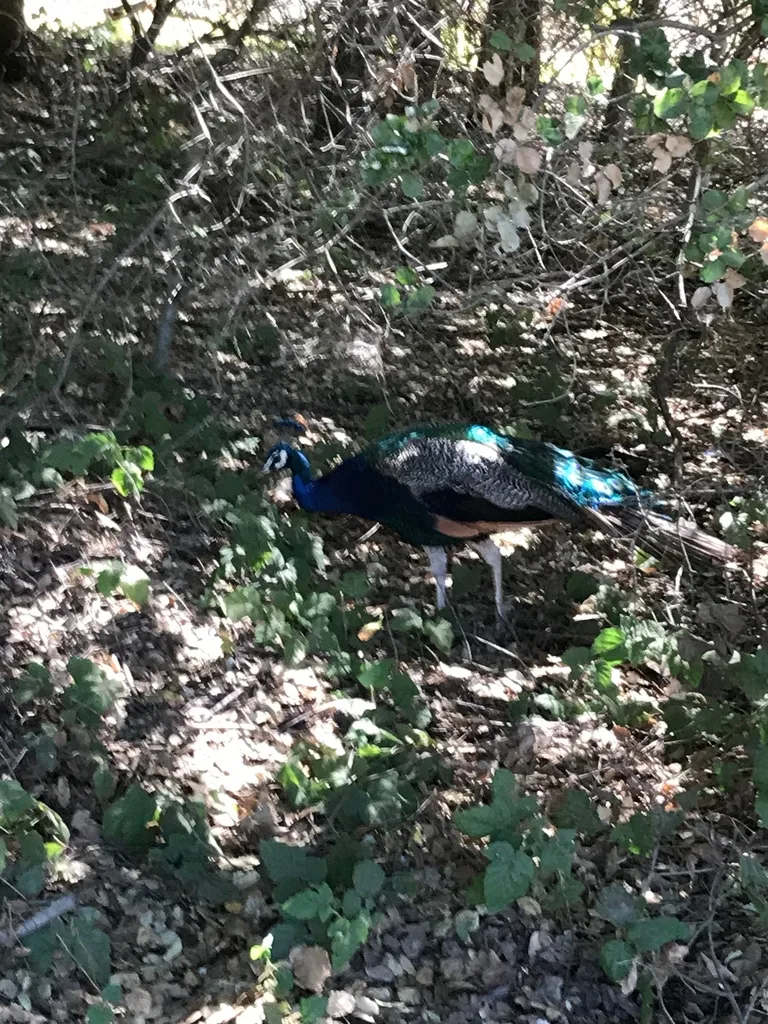 蓝孔雀（Pavo cristatus）