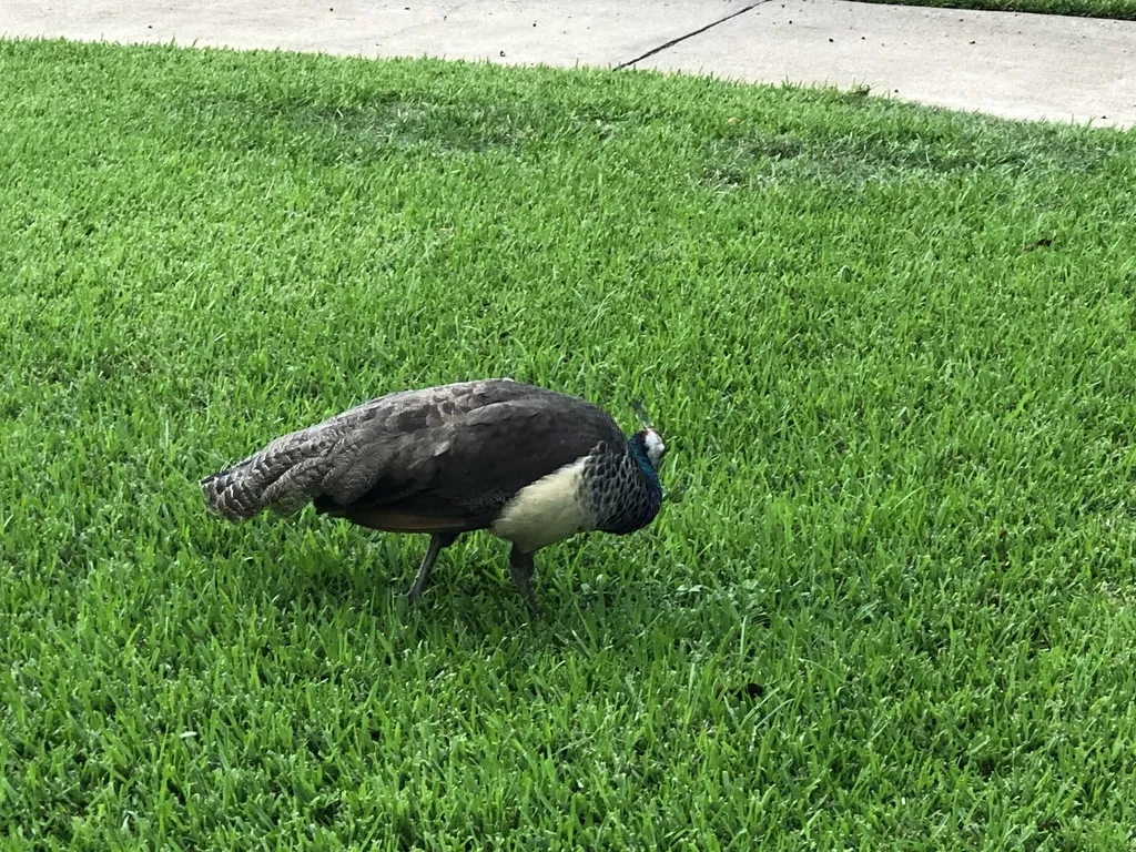 蓝孔雀（Pavo cristatus）