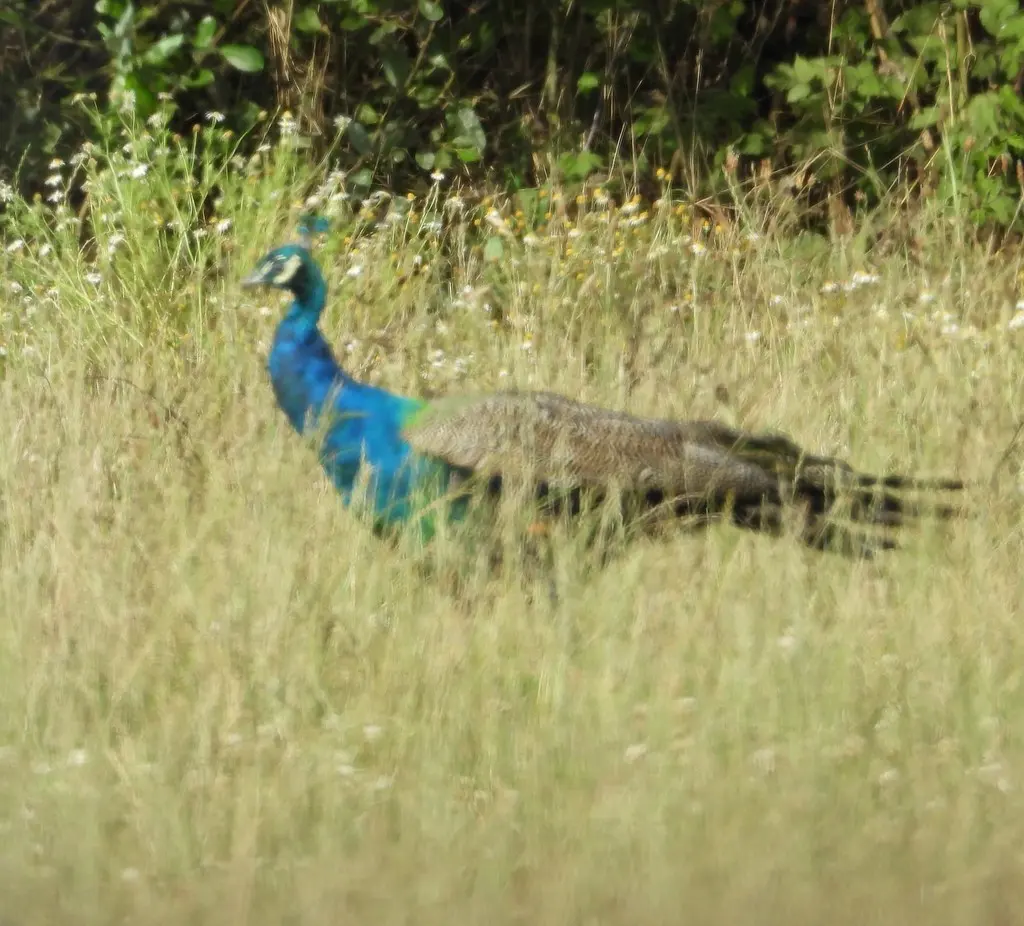 蓝孔雀（Pavo cristatus）
