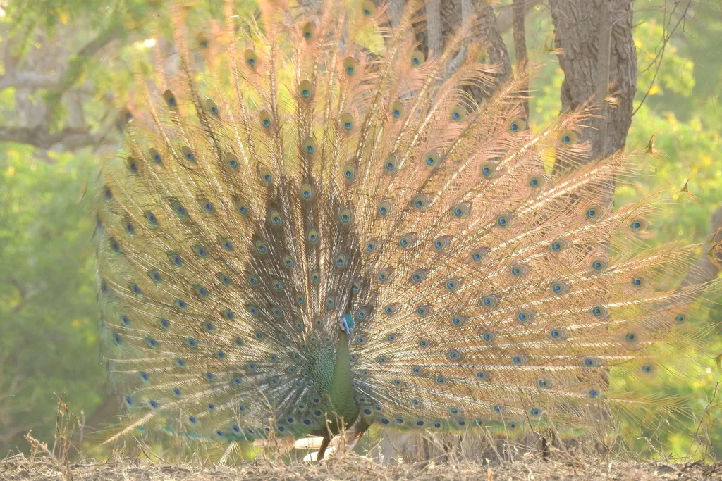 绿孔雀(Pavo muticus)