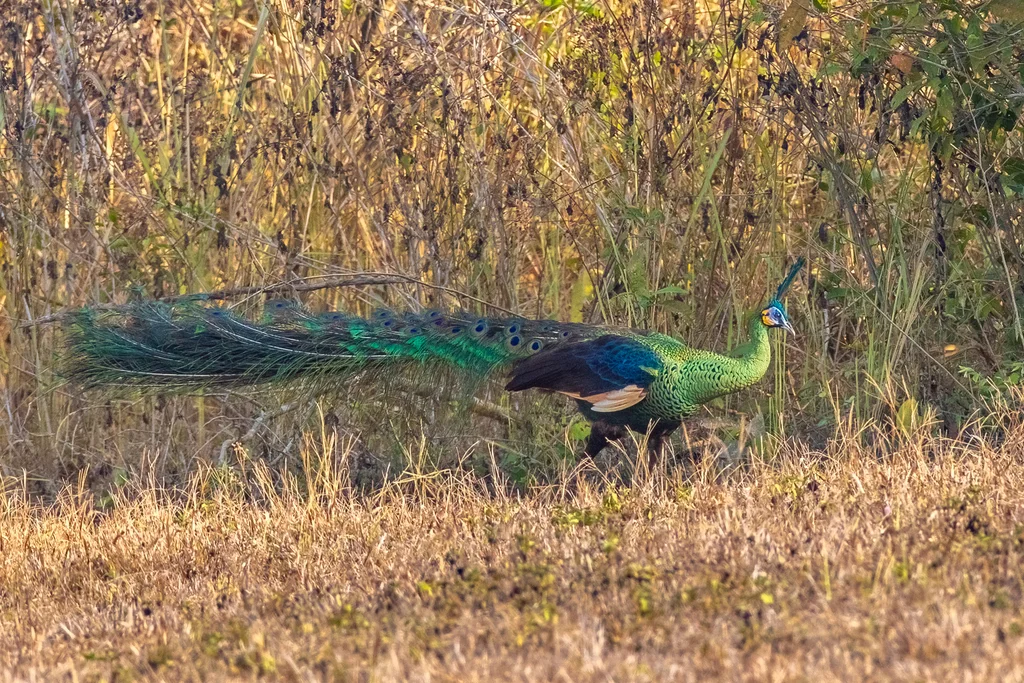 绿孔雀(Pavo muticus)
