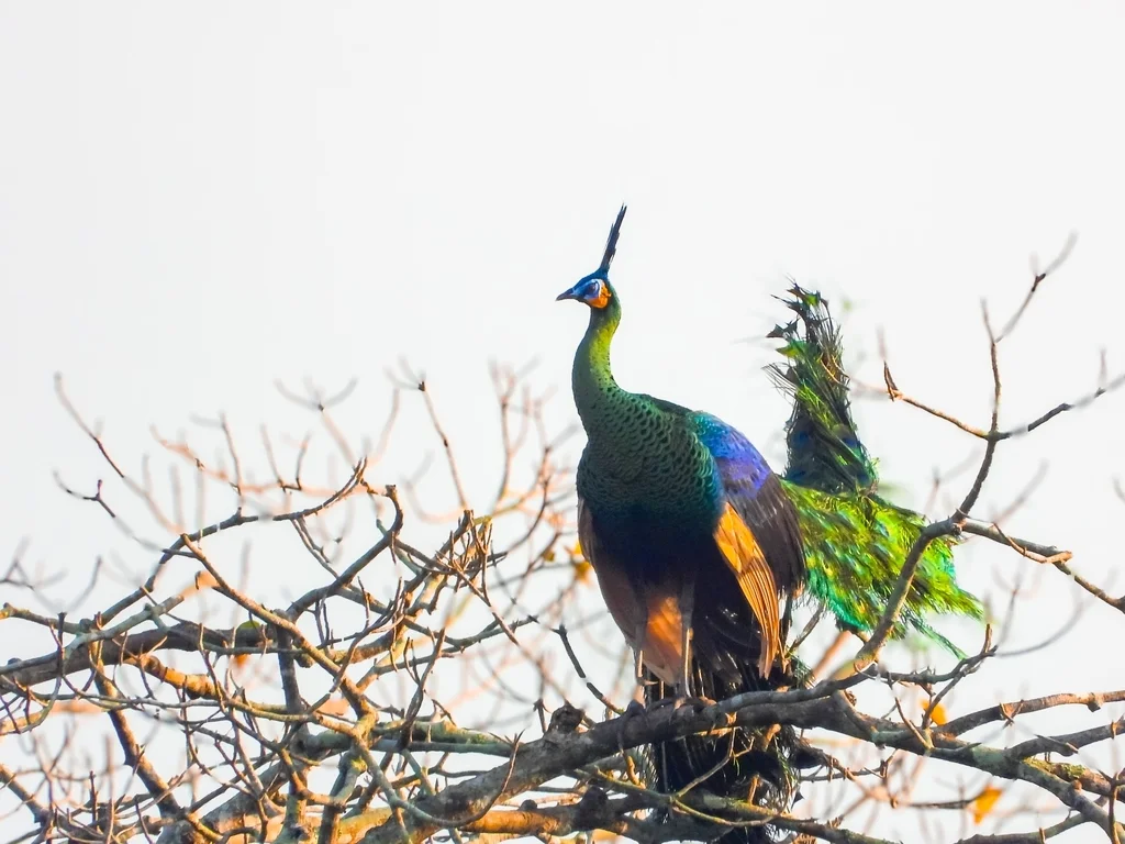 绿孔雀(Pavo muticus)