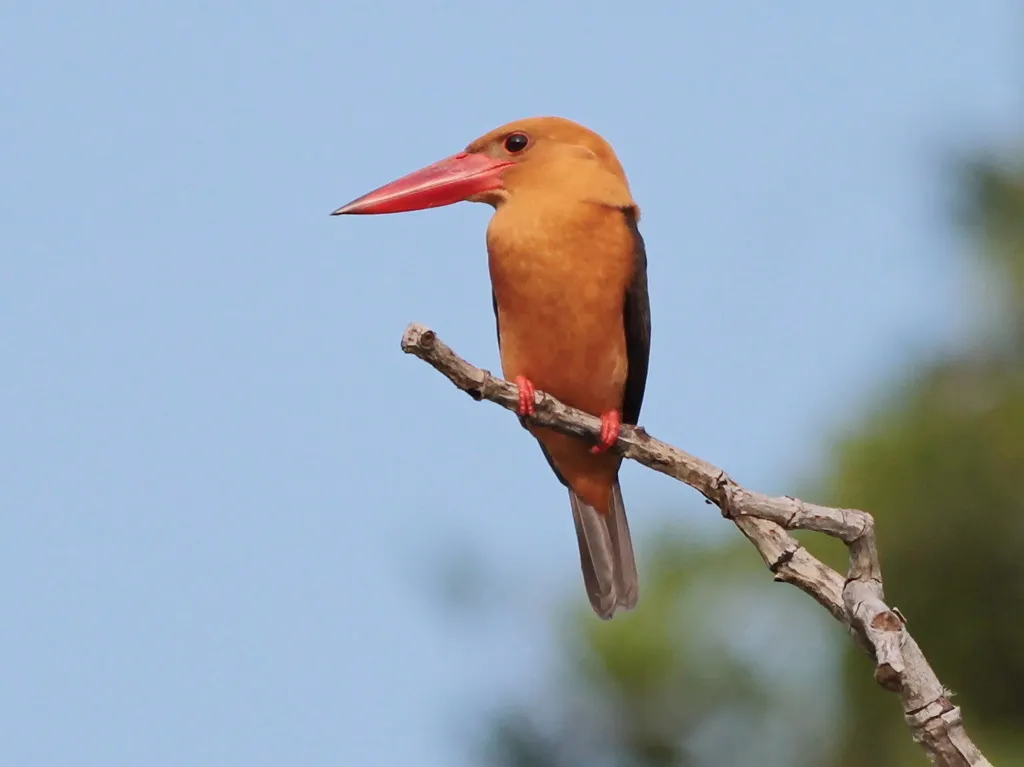 褐翅翡翠(Pelargopsis amauroptera)