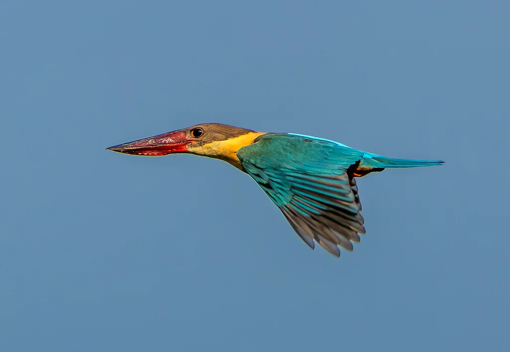 鹳嘴翡翠(Pelargopsis capensis)