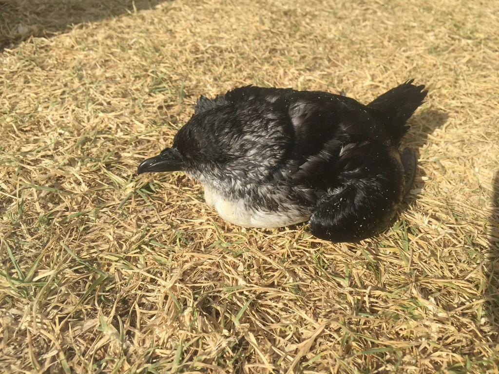 鹈燕(Pelecanoides urinatrix)