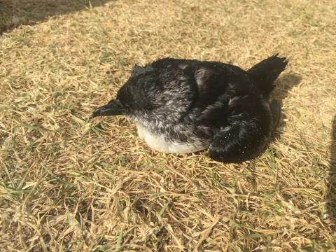 鹈燕